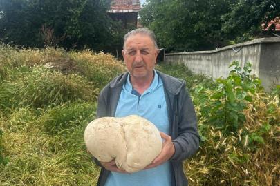 Bahçesinde 3,5 kiloluk mantar buldu