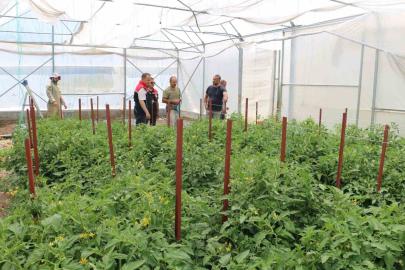 Erzincan’da seracılık yatırımları üretimi artırıyor