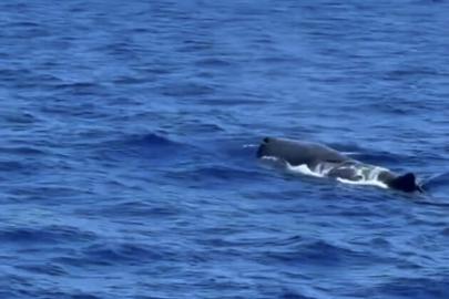 Fethiye açıklarında ispermeçet balinası görüntülendi