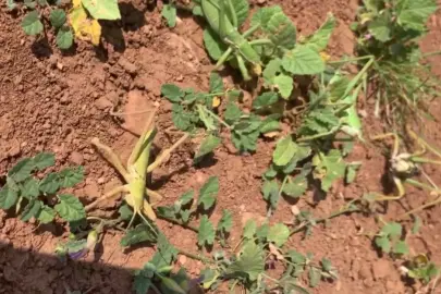 Nemrut Dağı’nda yasa dışı çekirge avına 3 milyon lira ceza!