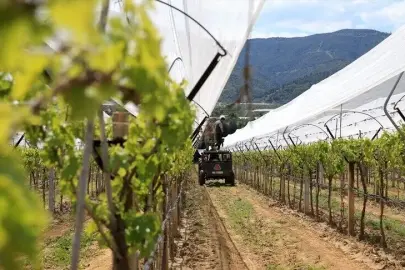 Toprak Mahsulleri Ofisi kuru üzüm alım fiyatlarını açıkladı, üreticinin yüzü güldü